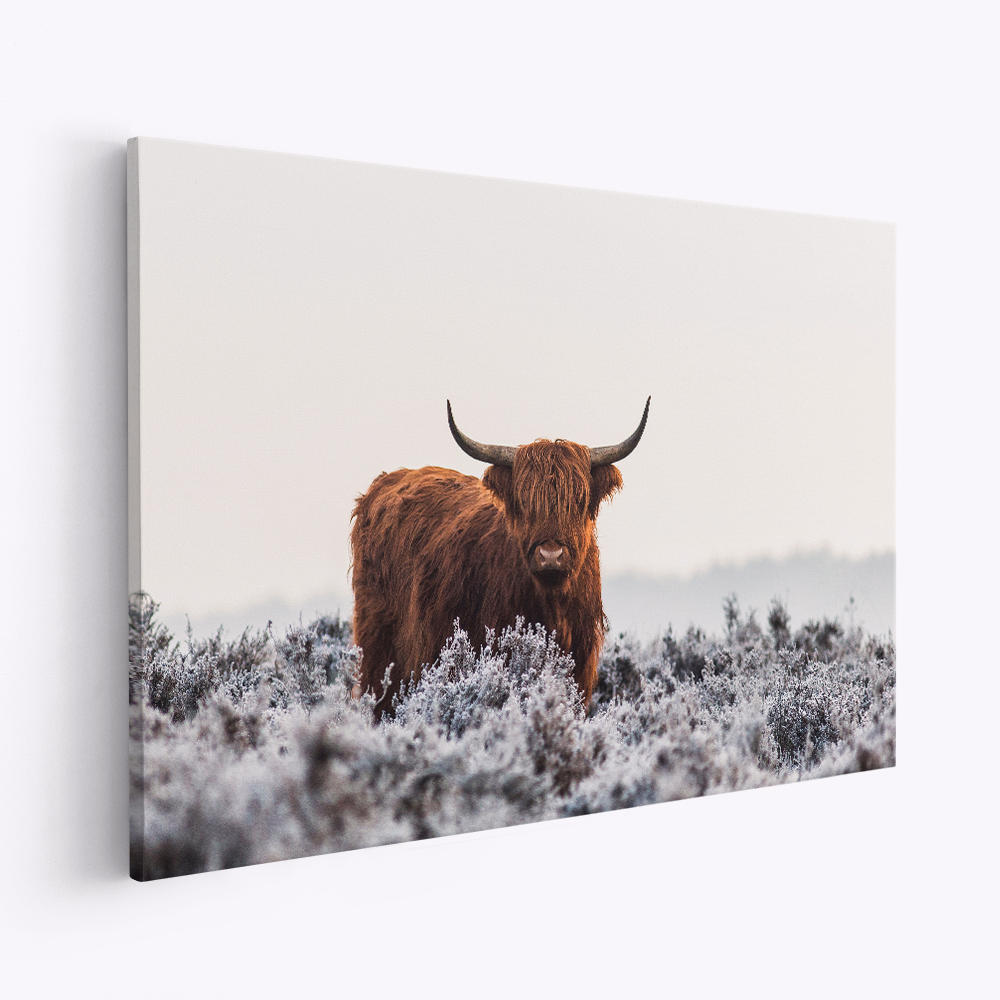 Leinwandbild - Highlander