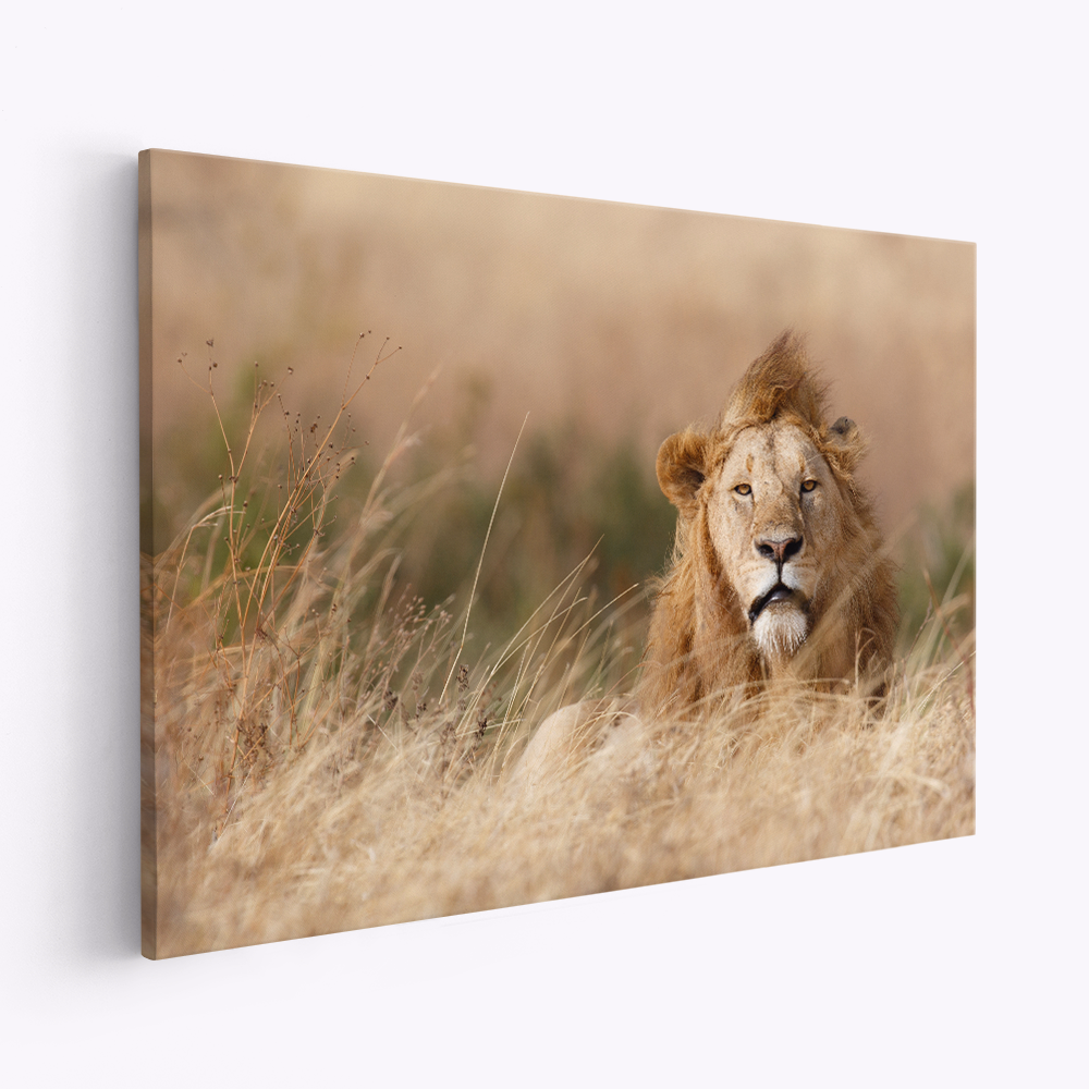 Leinwandbild - Handsome!