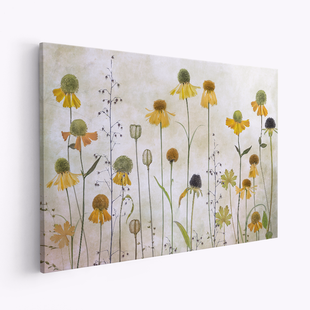 Leinwandbild - Helenium