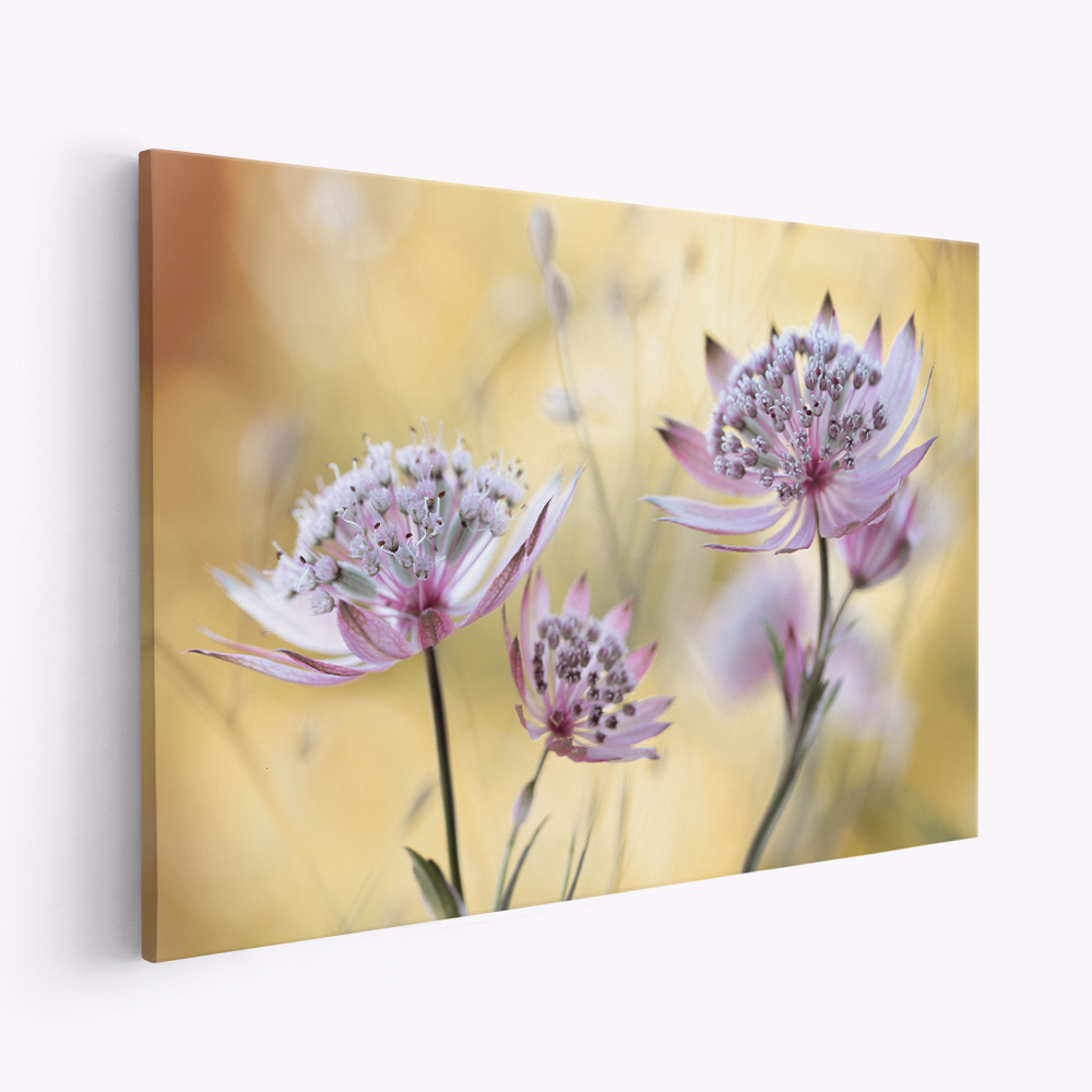 Leinwandbild - Astrantia Major