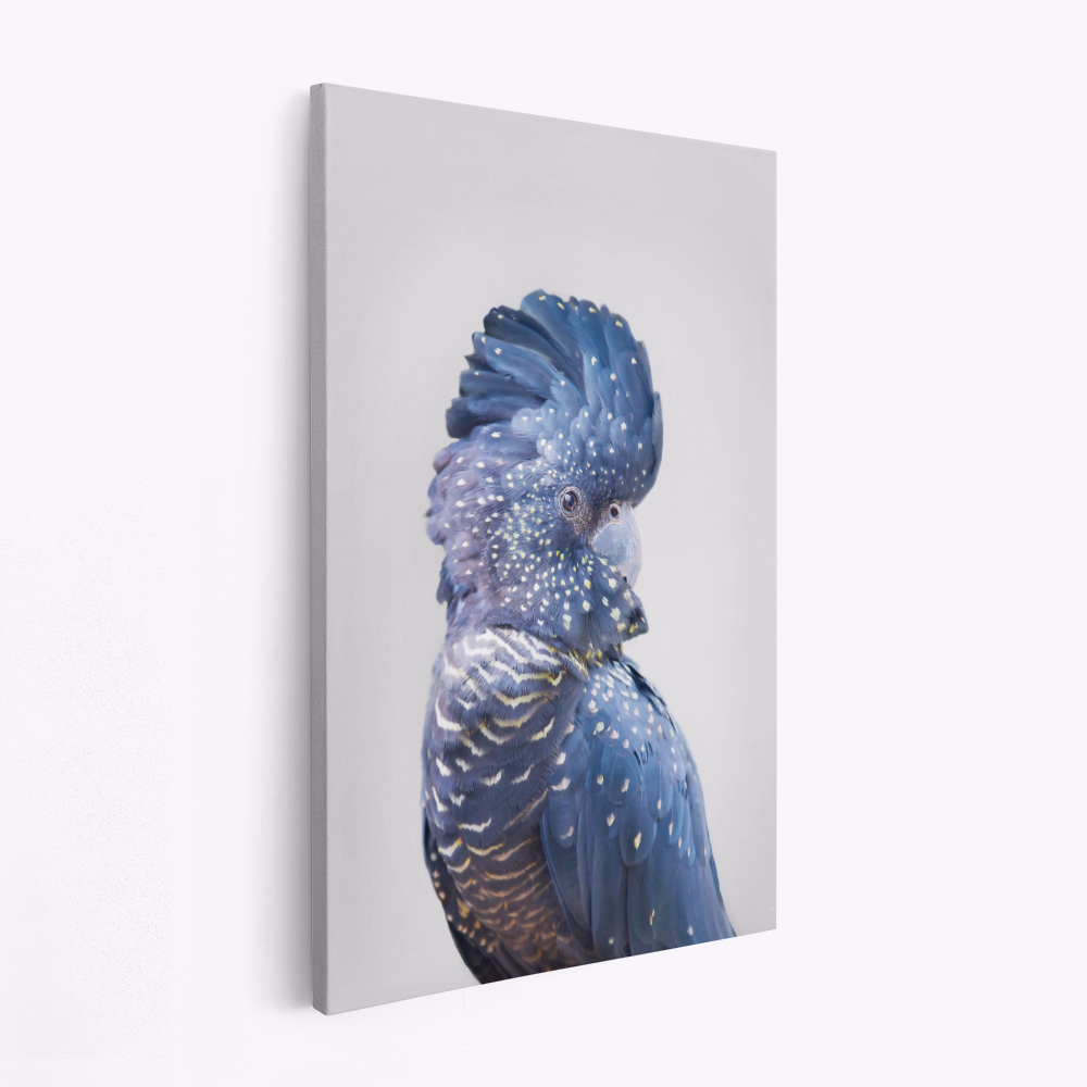 Leinwandbild - Black Cockatoo