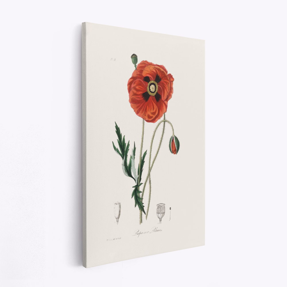 Leinwandbild - Common Poppy (papaver Rhoeas) Medical Botany