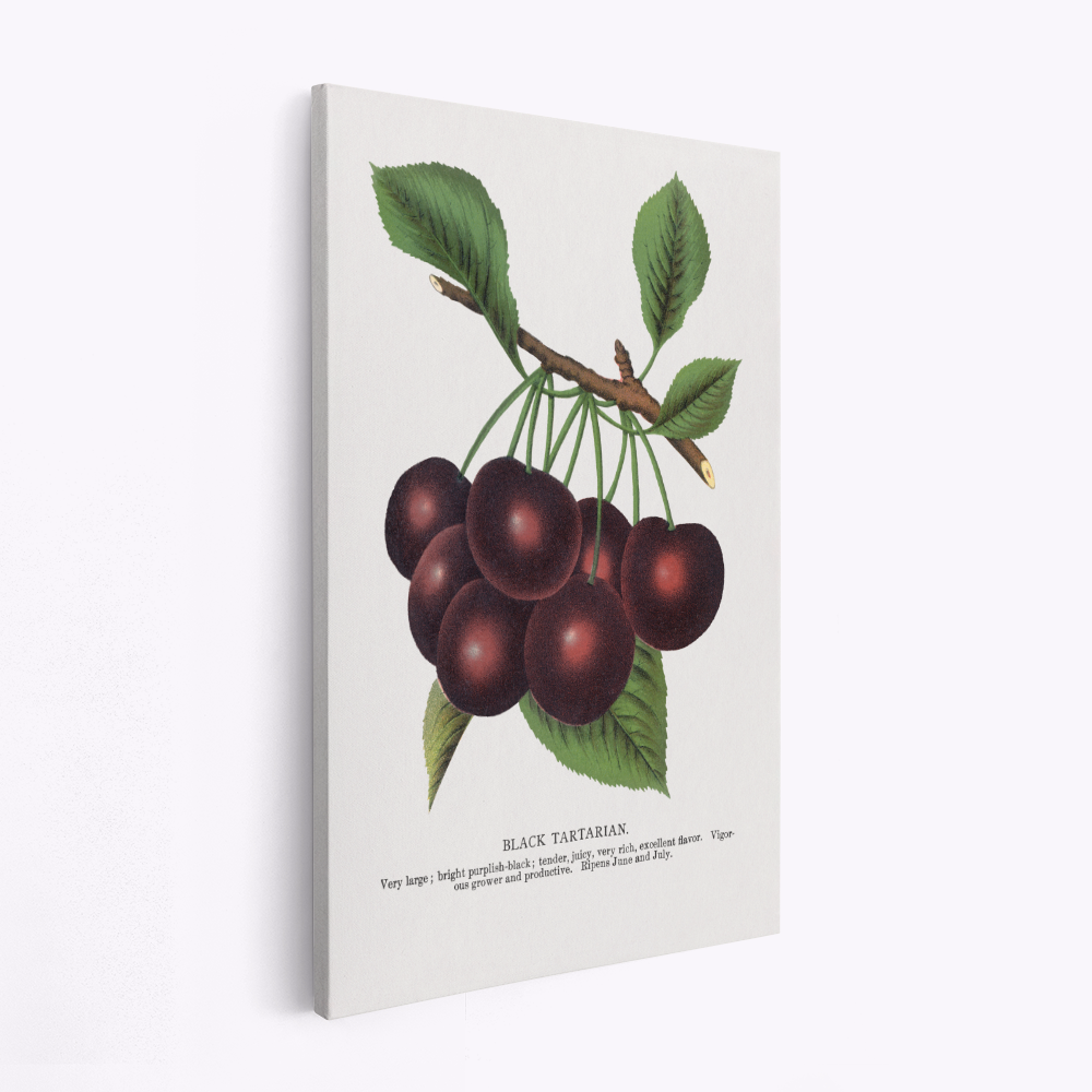 Leinwandbild - Black Tartarian Cherry Lithograph