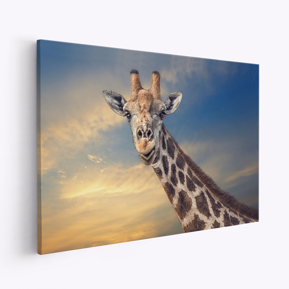 Leinwandbild - The friendly giant