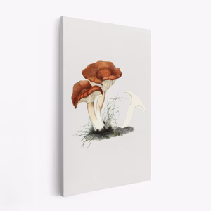 Leinwandbild - Hand Drawn Rufous Milkcap Mushroom