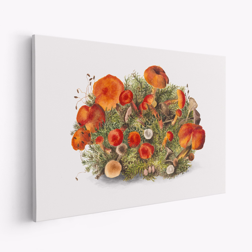 Leinwandbild - Study of Mushrooms (1880) Horizontal