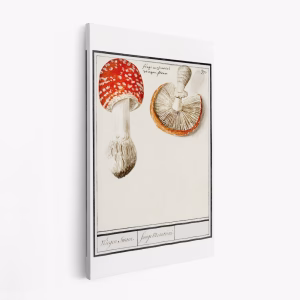 Leinwandbild - Fly Agaric, Amanita Muscaria