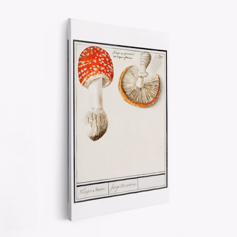 Leinwandbild - Fly Agaric, Amanita Muscaria