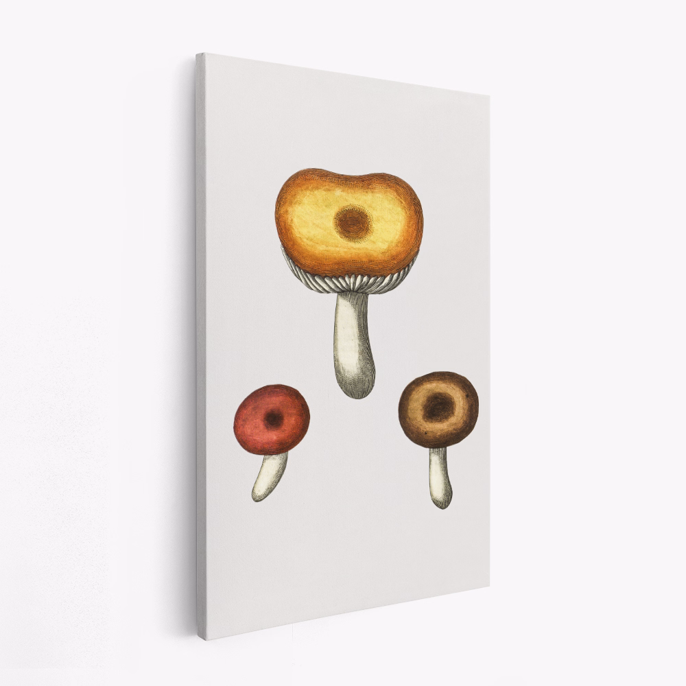 Leinwandbild - Hand Drawn Galerina Mushroom