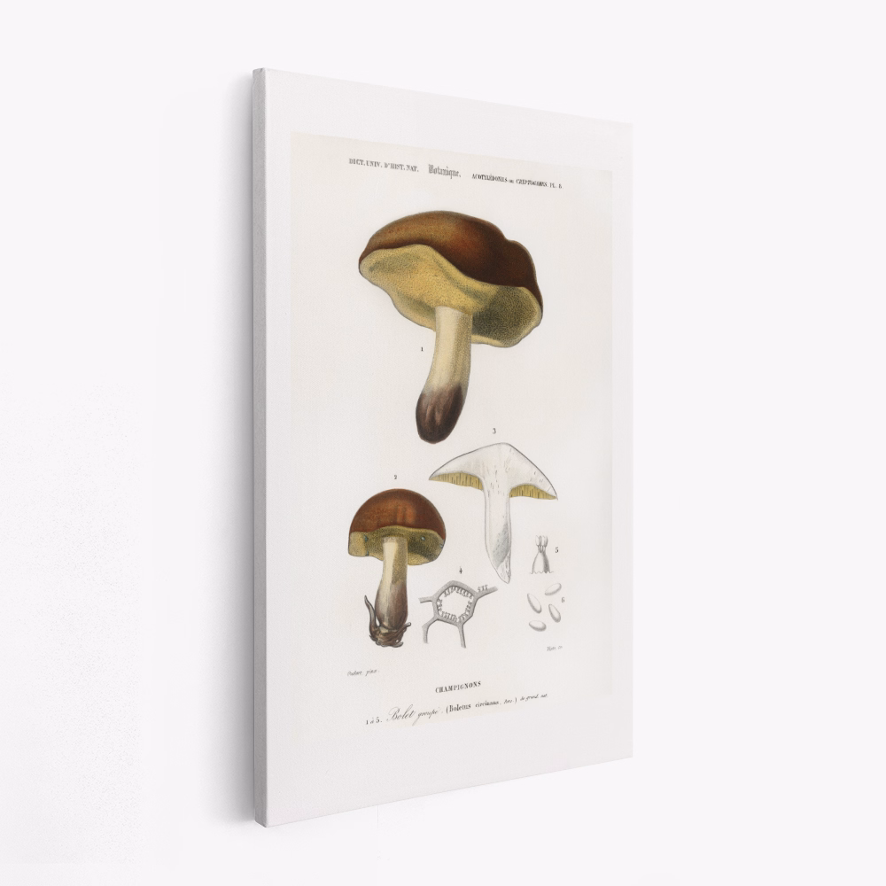 Leinwandbild - Mushroom (boletus Circinans)