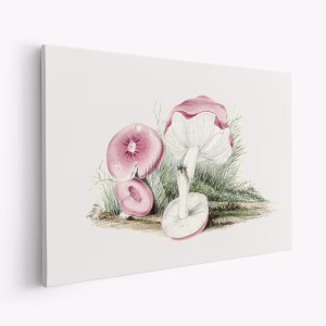 Leinwandbild - Vintage Russula Emetica Mushroom