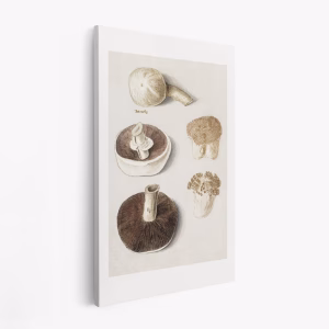 Leinwandbild - Common Meadow Mushroom, Agaricus Campestris Standing