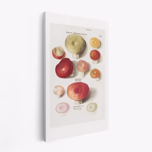 Leinwandbild - Boleten, Boletales Standing